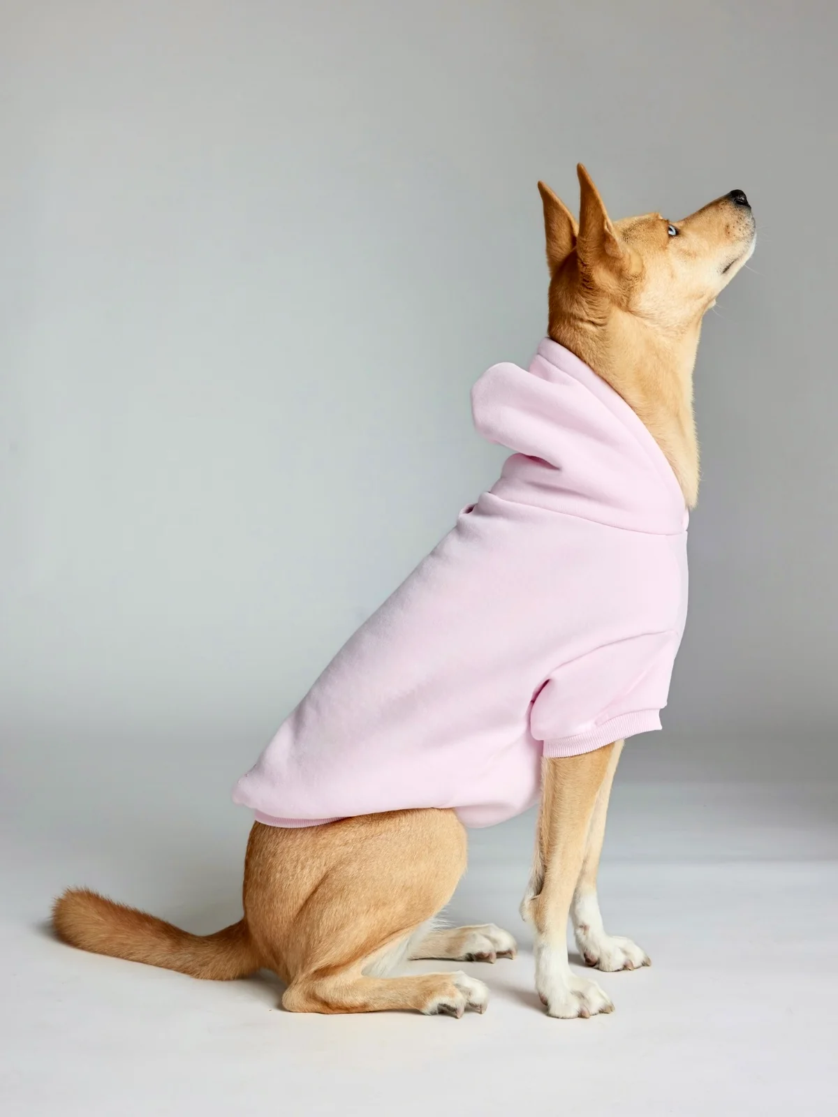 Minimalist Paw Hoodie - Image 42